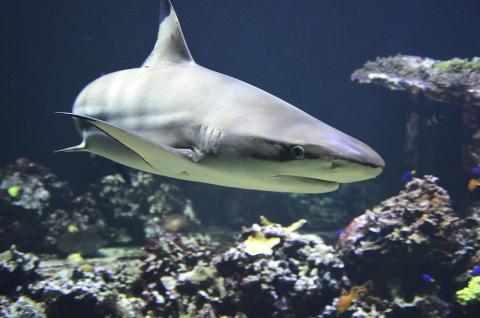 underwater view of shark