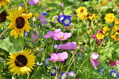 wildflowers