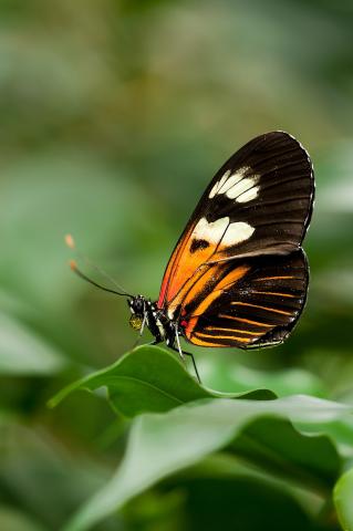 Monarch butterfly on leaf.