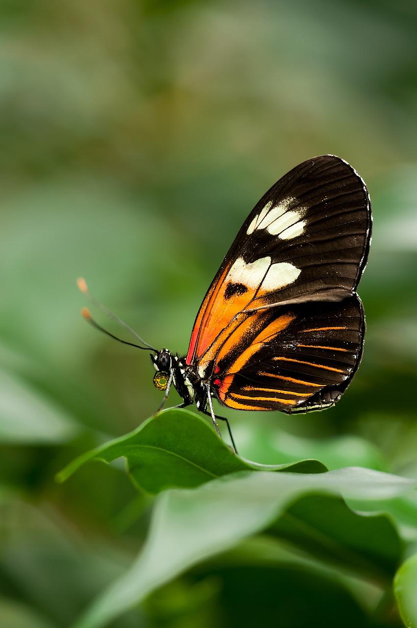 Monarch butterfly on leaf.