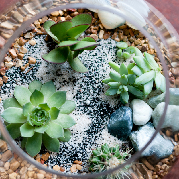 Succulent terrarium