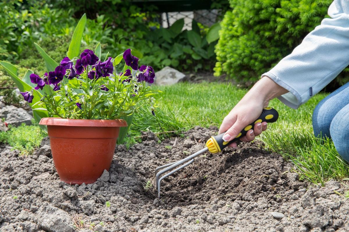 Pot of purple flowers and a hand rake.